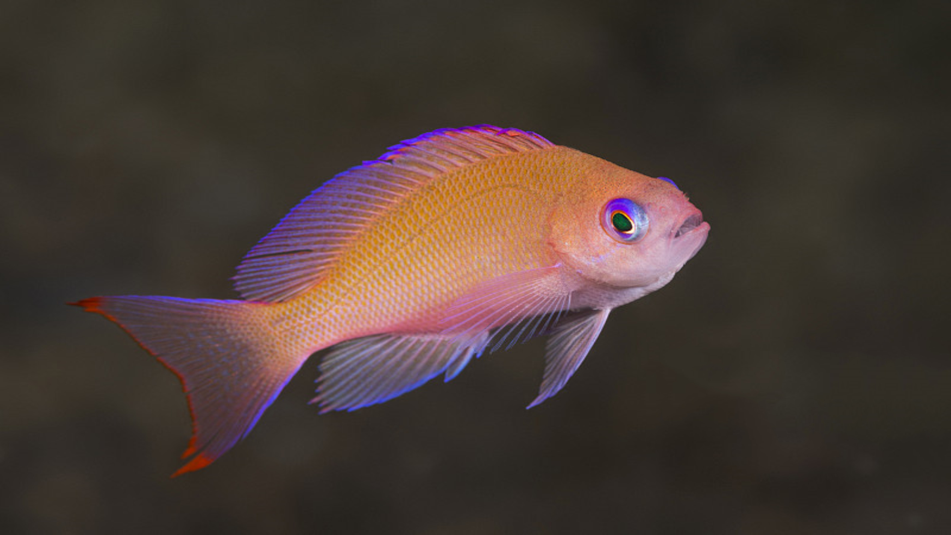 鱼得了打粉病,这样治疗和预防!