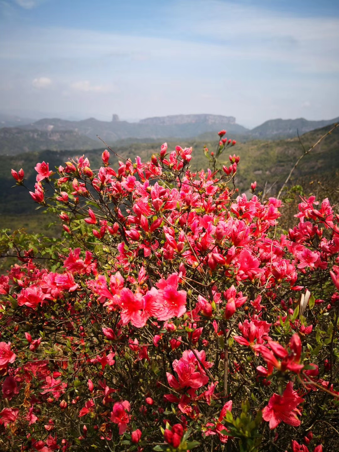 上保山杜鹃花图片