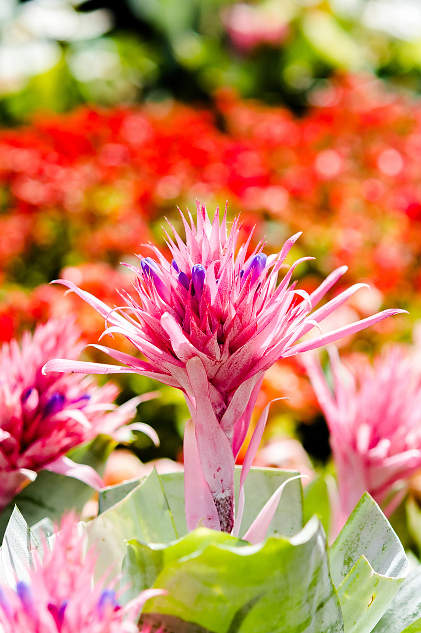 水塔花又叫鸿运当头# #水塔花# 水塔花是一种极具观赏性的植物,它的