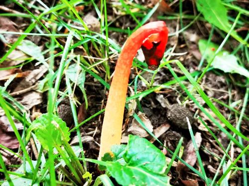 世界上最臭的蘑菇——红鬼笔