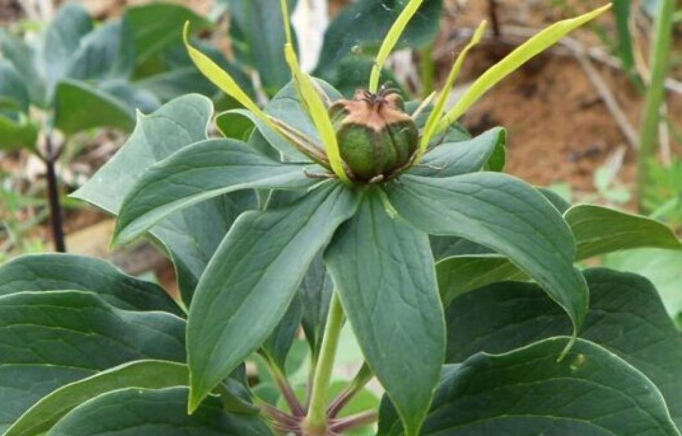 百度爱采购首页 商品专题_白参重楼果实 02重楼的种植前景 野生的重楼