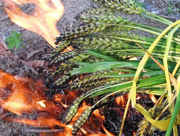 农村娃的童年记忆之烤麦穗,将快成熟的麦子烧着吃,你吃过吗?