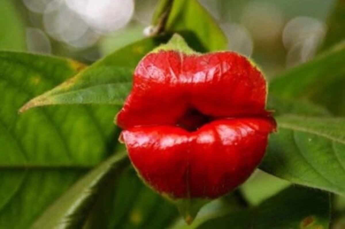 世界上最妖孽的花,7种最妖孽的花语 你知道的有几个?胆小勿入