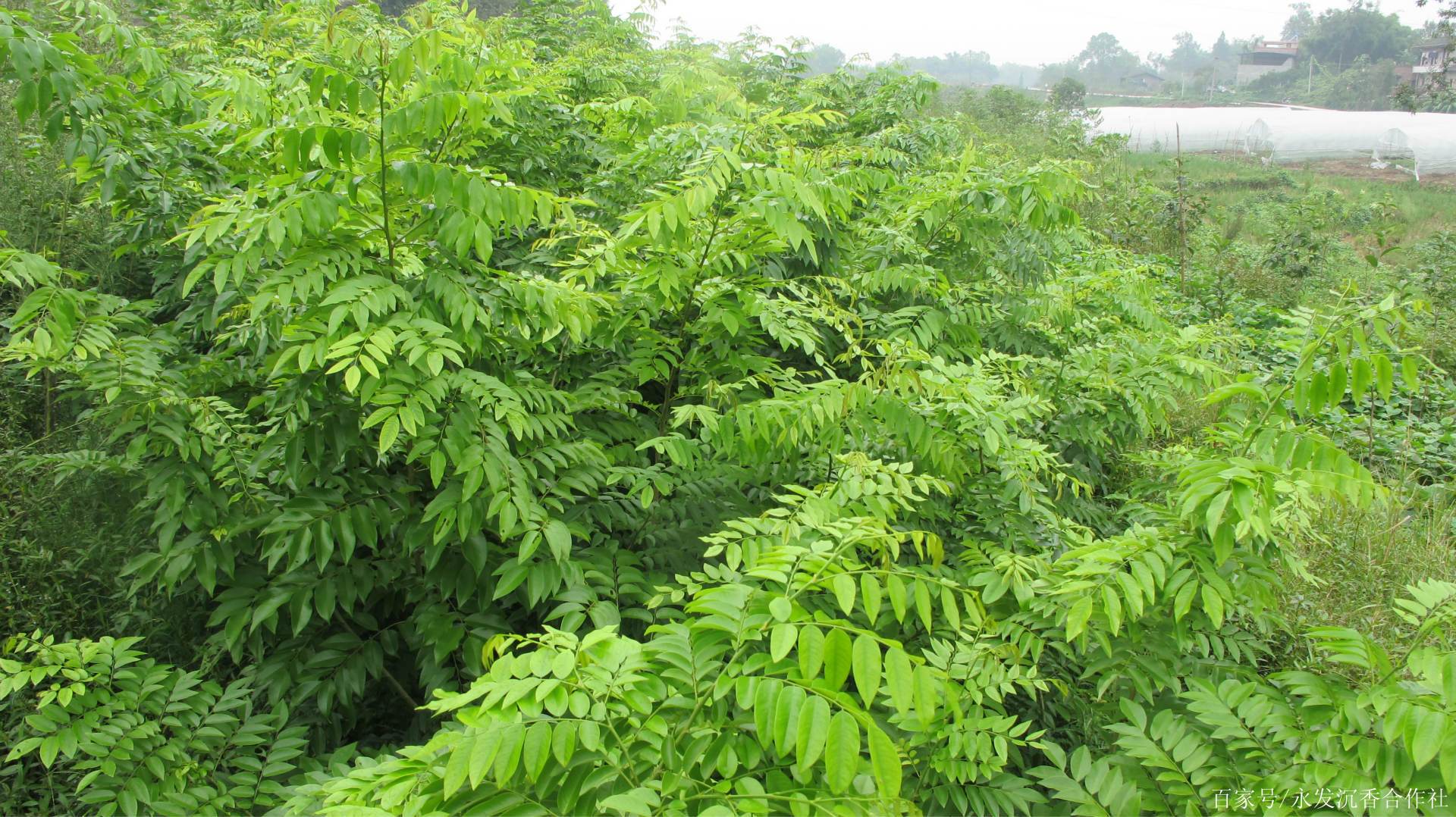 海南黄花梨树图片(海南黄花梨树图片 鉴别)