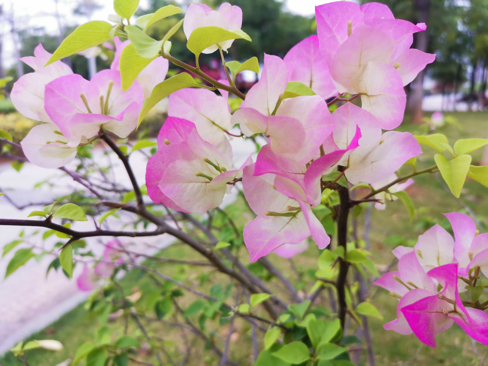 难得一见的粉色三角梅