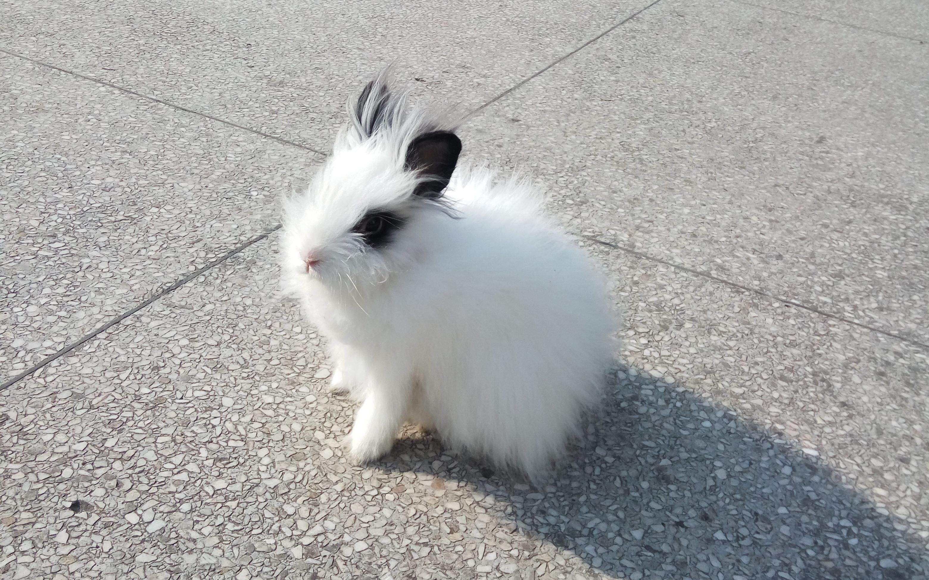 趣味测试:想和恋人养哪只兔子,测试你真实的内心因什么而自卑