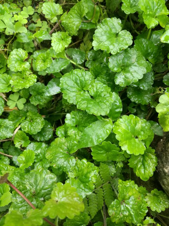 这种野草是活血丹,农村老人叫它透骨风,你知道怎么用吗?