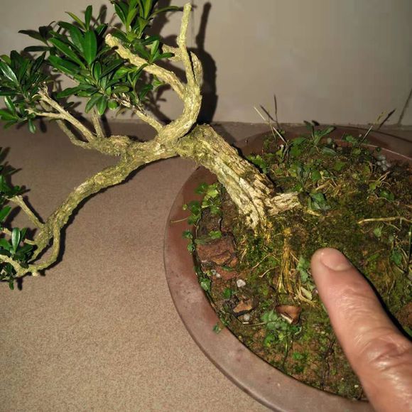 悬崖式黄杨盆景,大家帮忙看下,这样的盆景造型怎么整改更好看?