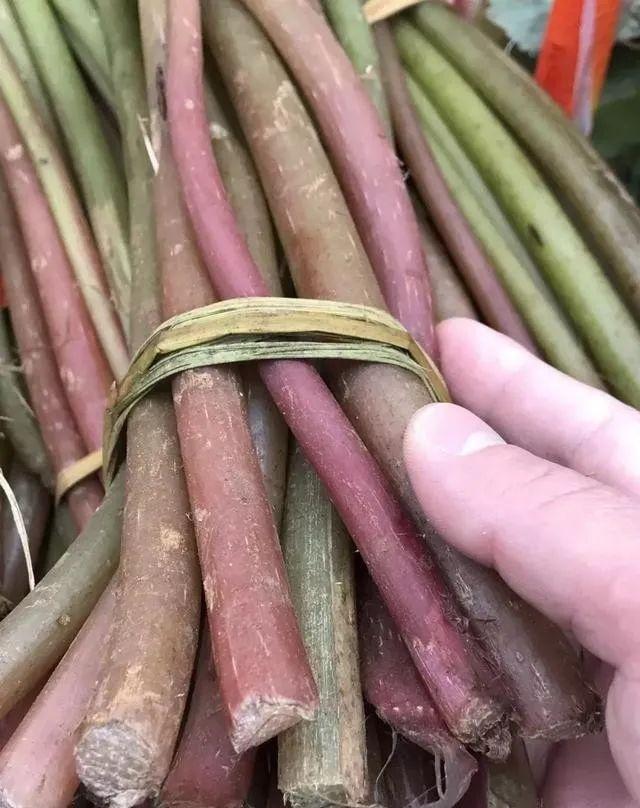 4月发文:农村人把这种草随便丢,其实比肉更好啊