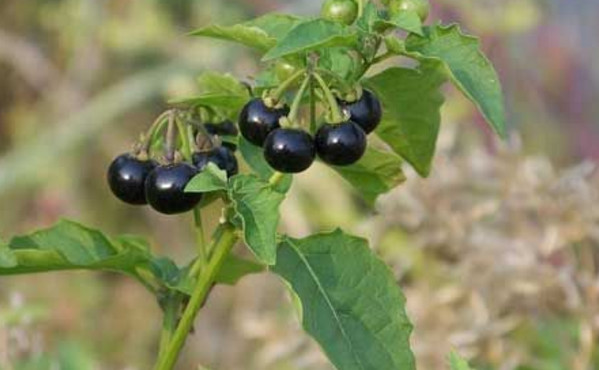 农村常见的黑果子 是一种非常不错的保健品