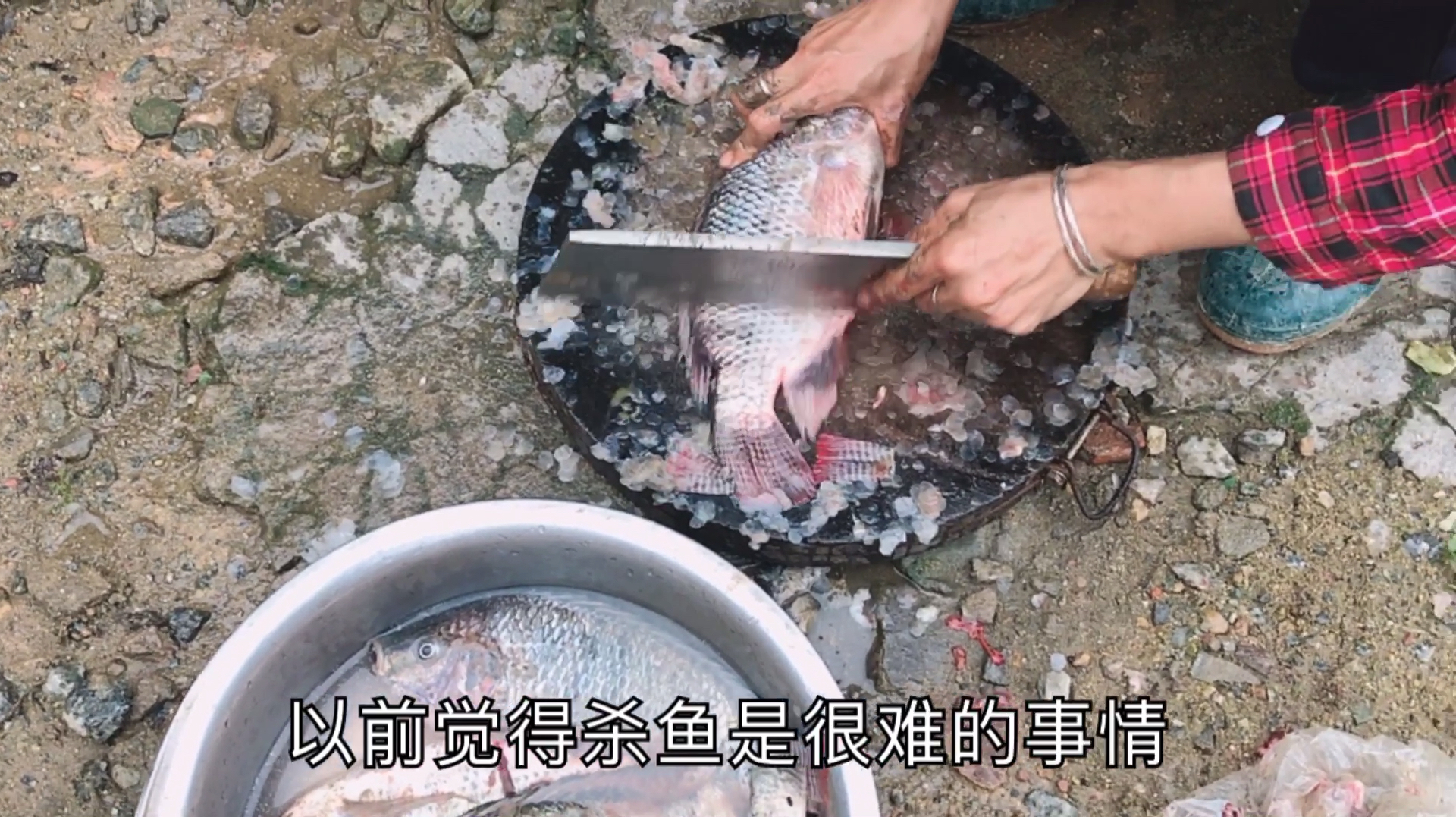 村上有人拉罗非鱼来卖,十块三斤,看看乡妹子的杀鱼技术如何