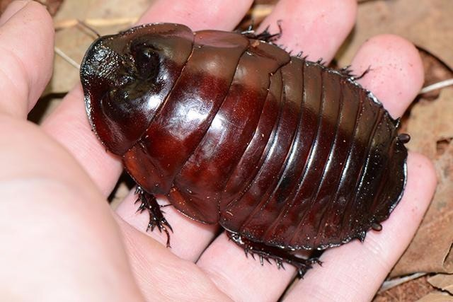 还害怕蟑螂?郑重宣布它将解决人类食物短缺,已掀起一场养殖革命