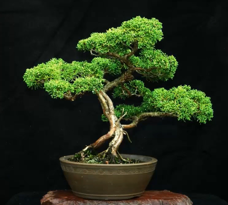 同样都是柏树盆栽,但是造型和气质完全各具特色,让人赞不绝口!