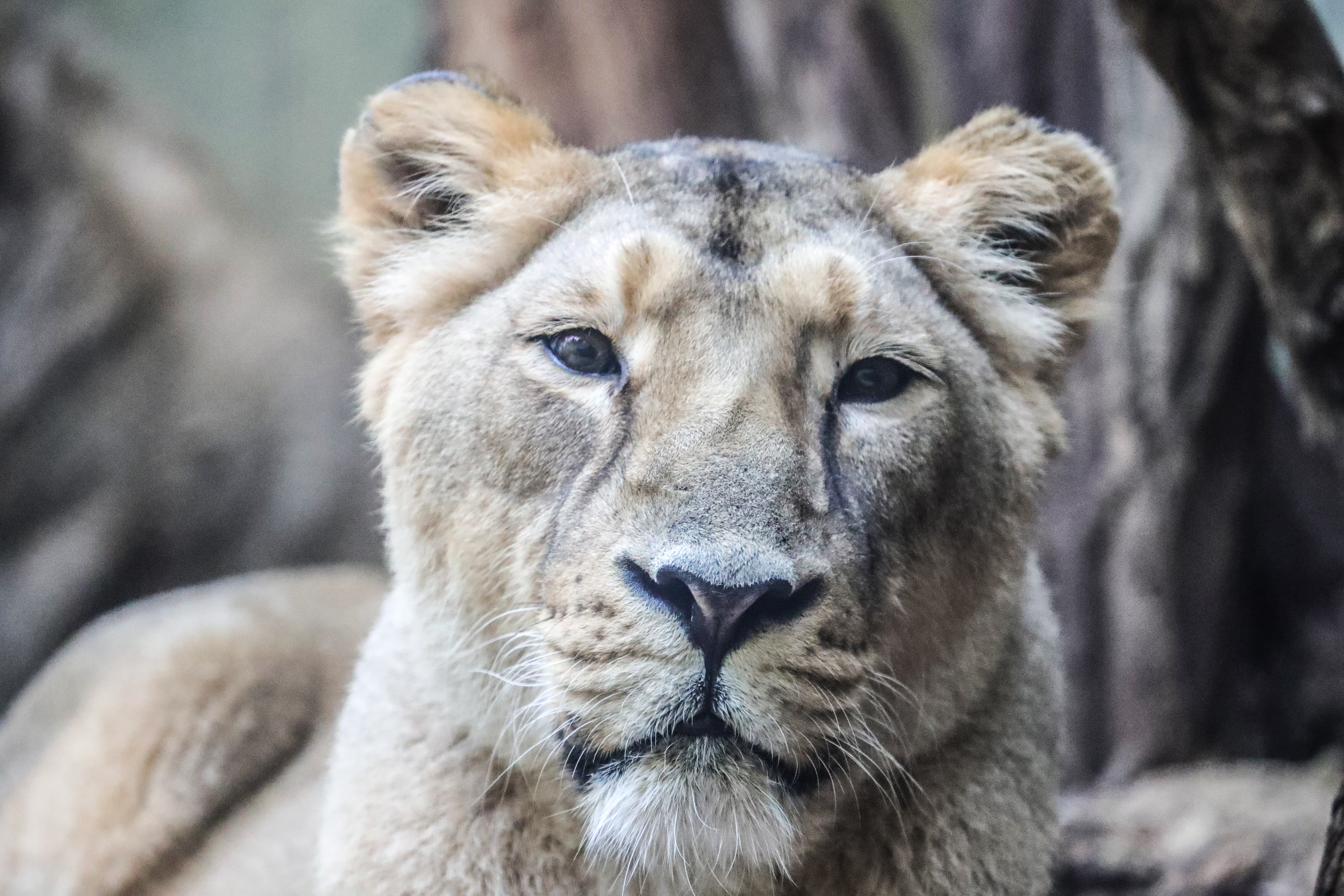 法兰克福动物园的动物们