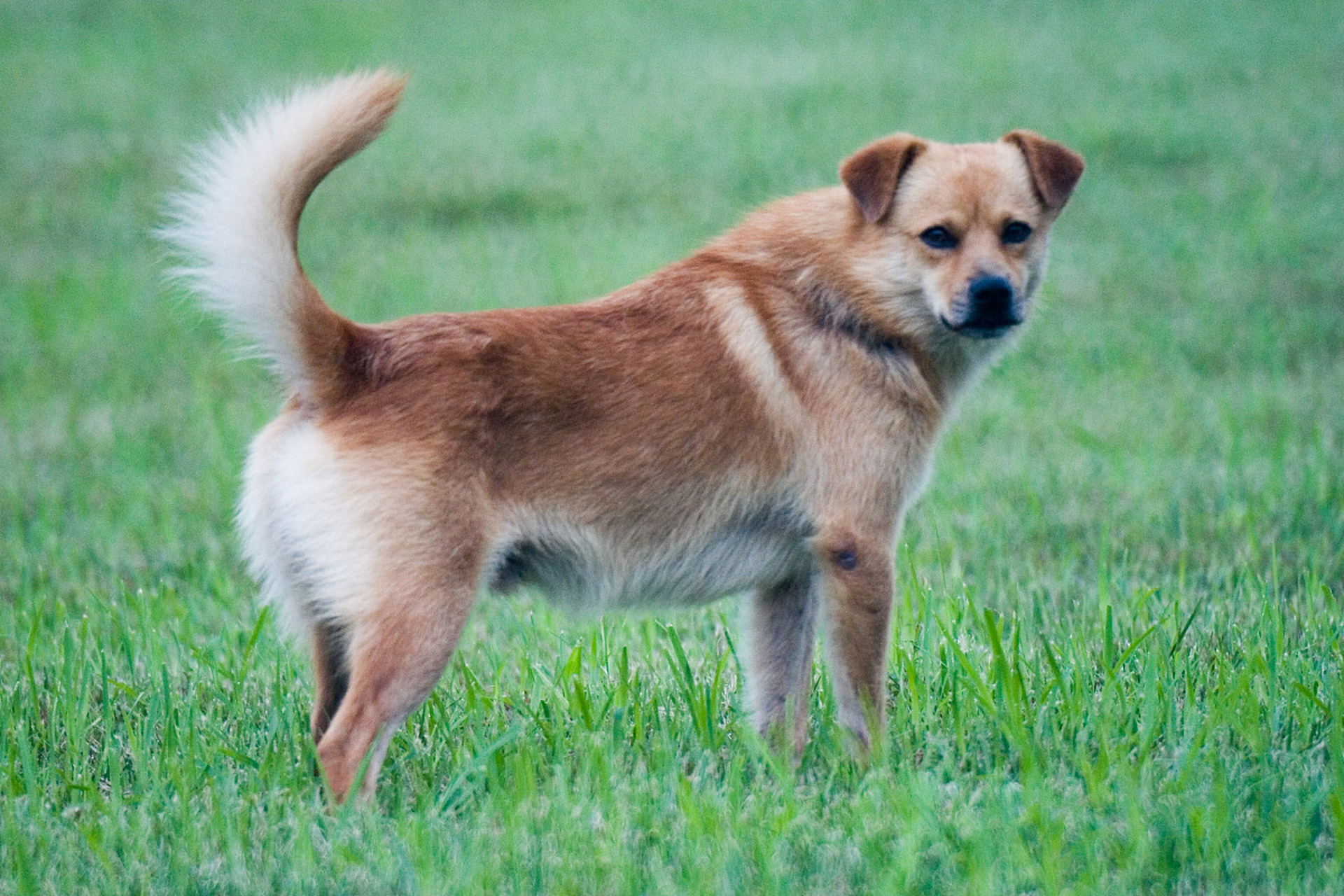农村爱喂养中华田园犬的原因及其独特之处  中华田园犬,又称中国家犬