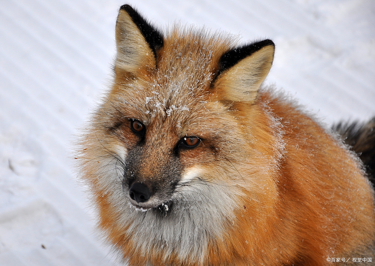 出道仙出马仙堂口仙缘故事简述