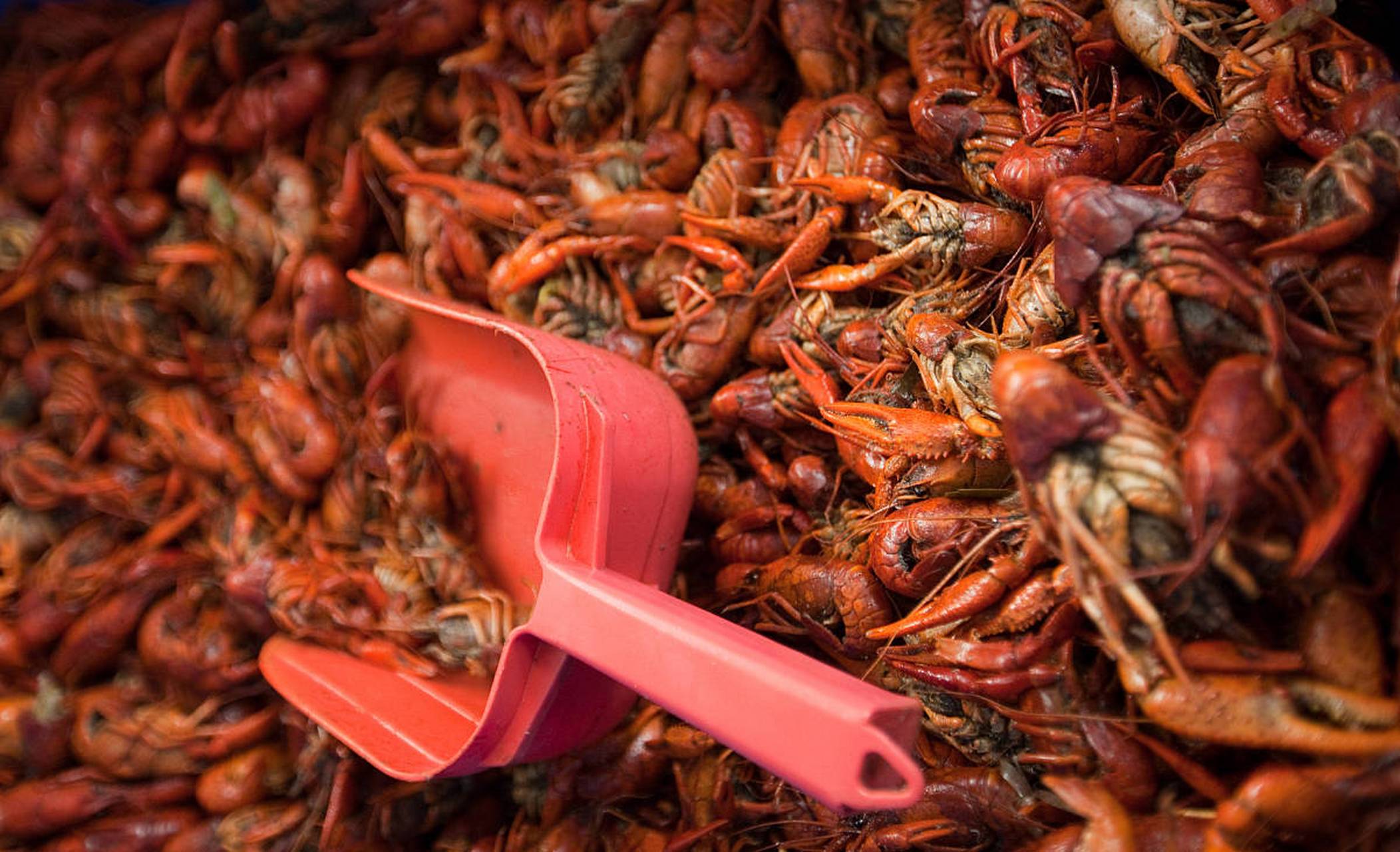 成吨死龙虾疑似被做成虾尾出售!