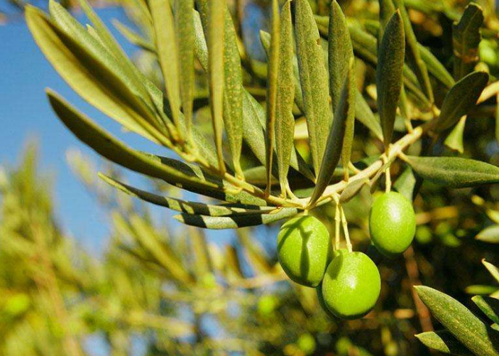 橄榄树