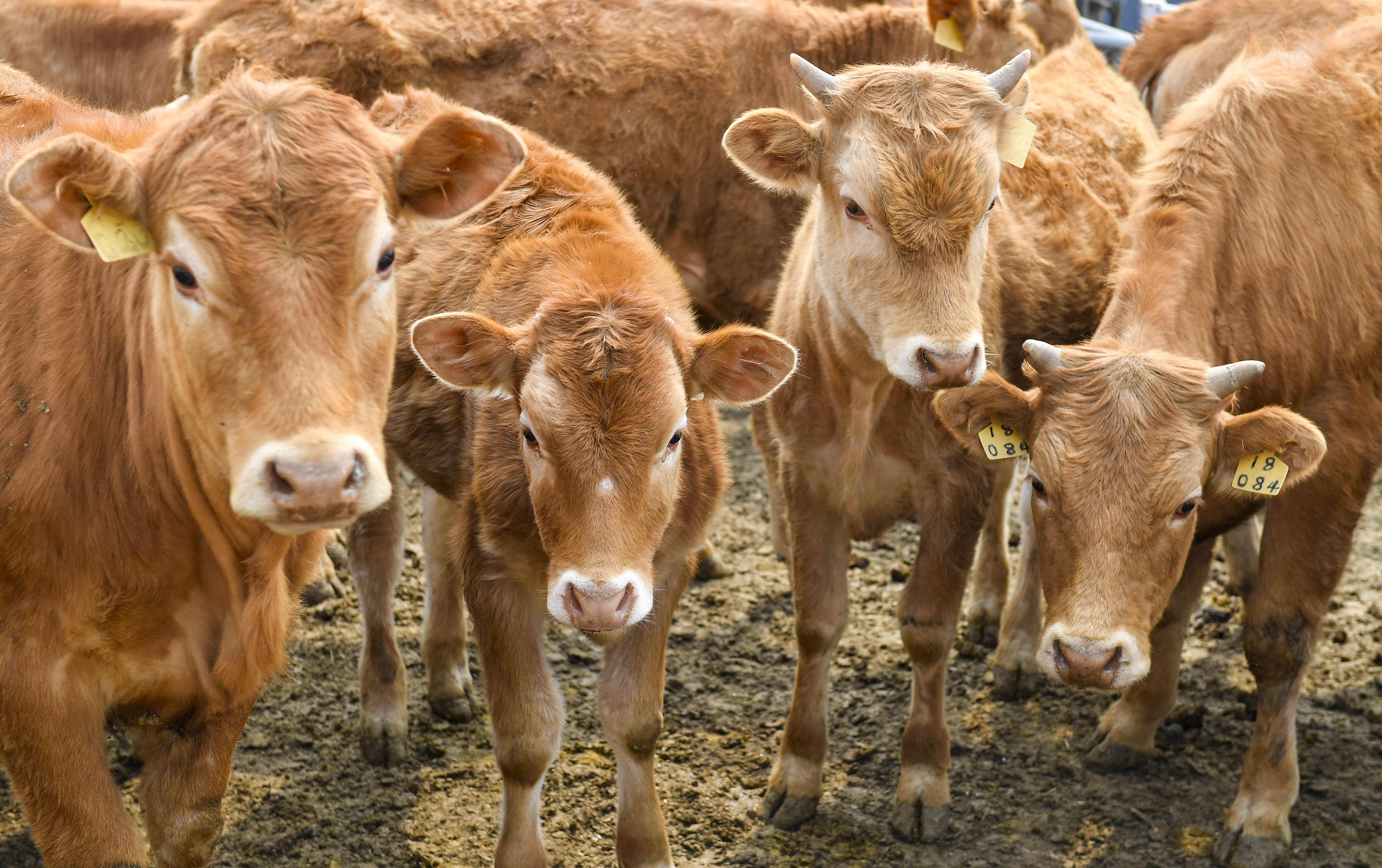 牛黄牛 - 热门商品专区