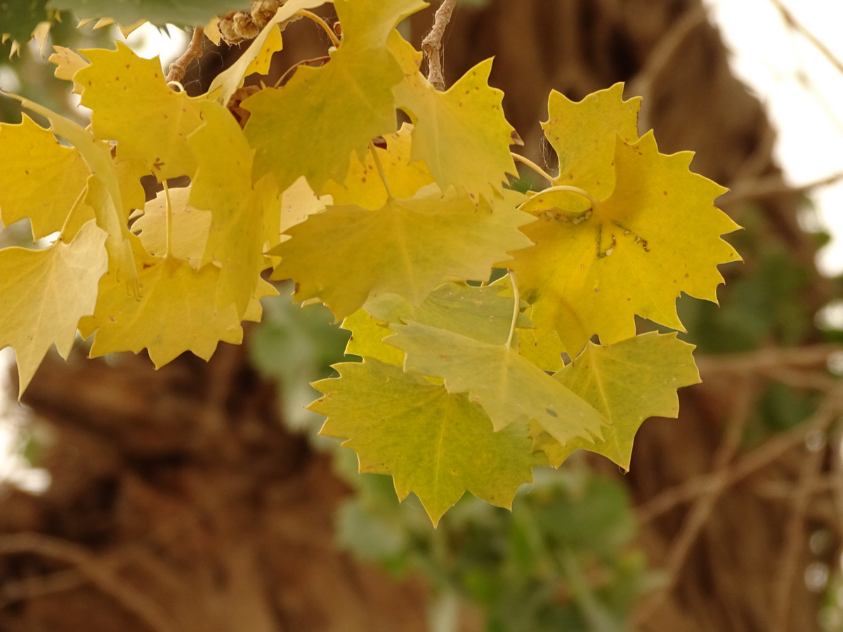 只有很少的胡杨叶子黄了