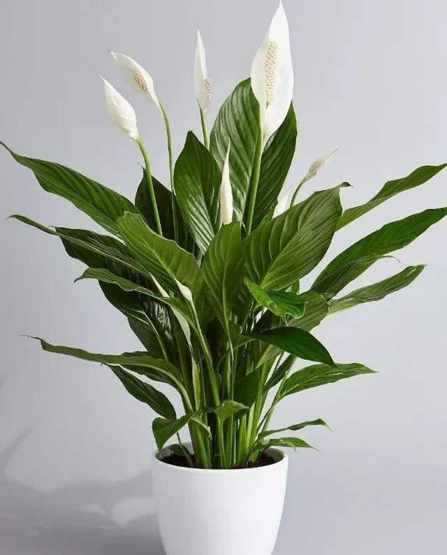 白掌花在低处开花怎么回事?