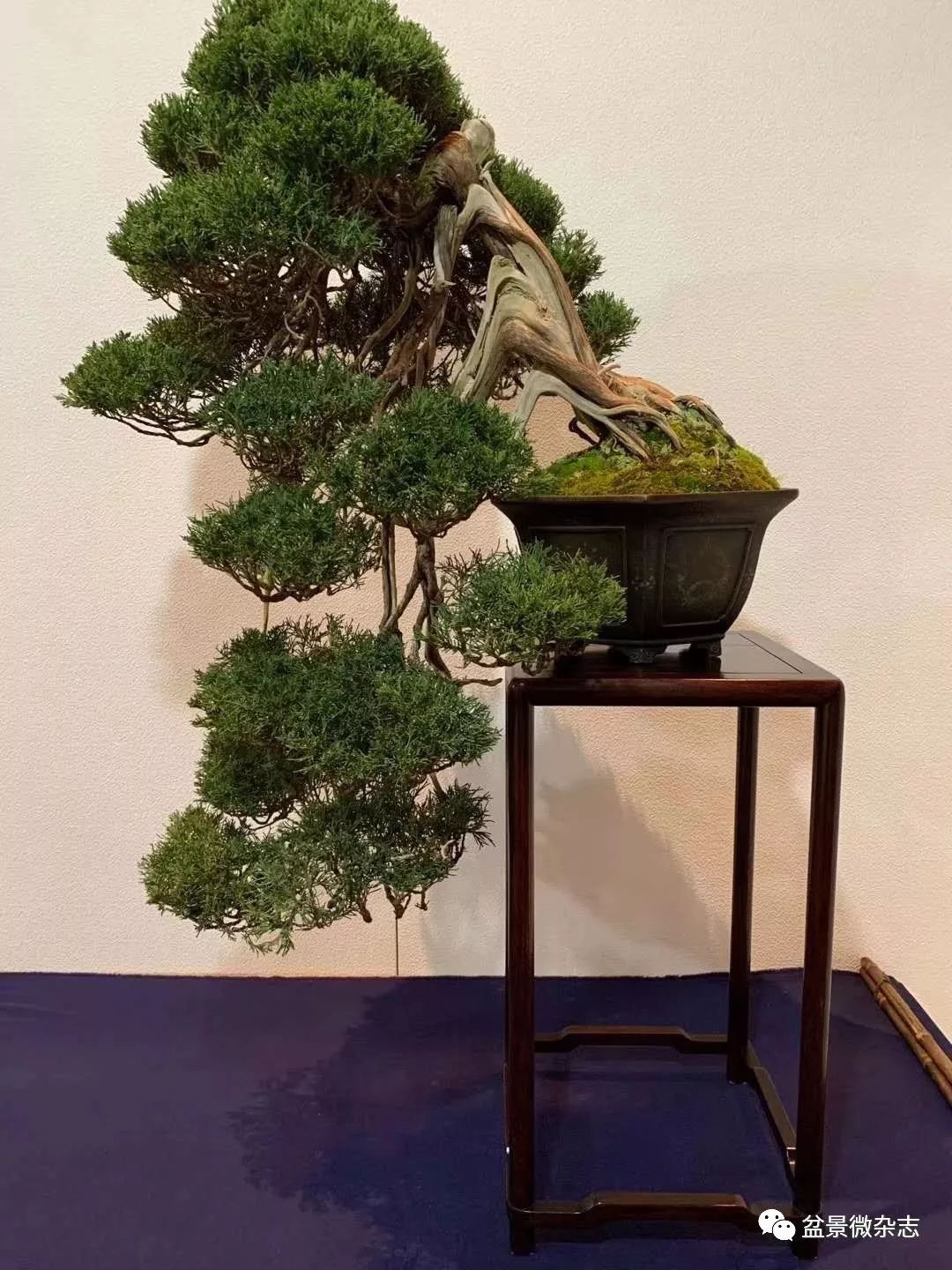 「戴口罩看盆景展」抢先观赏2020年日本第94回国风盆栽展精品