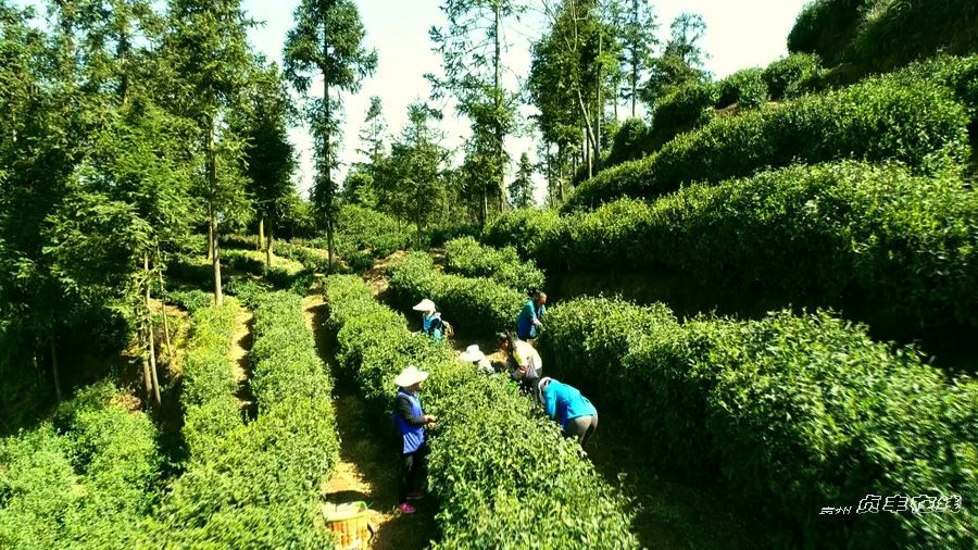 贞丰县长田镇:一叶两业 助农增收