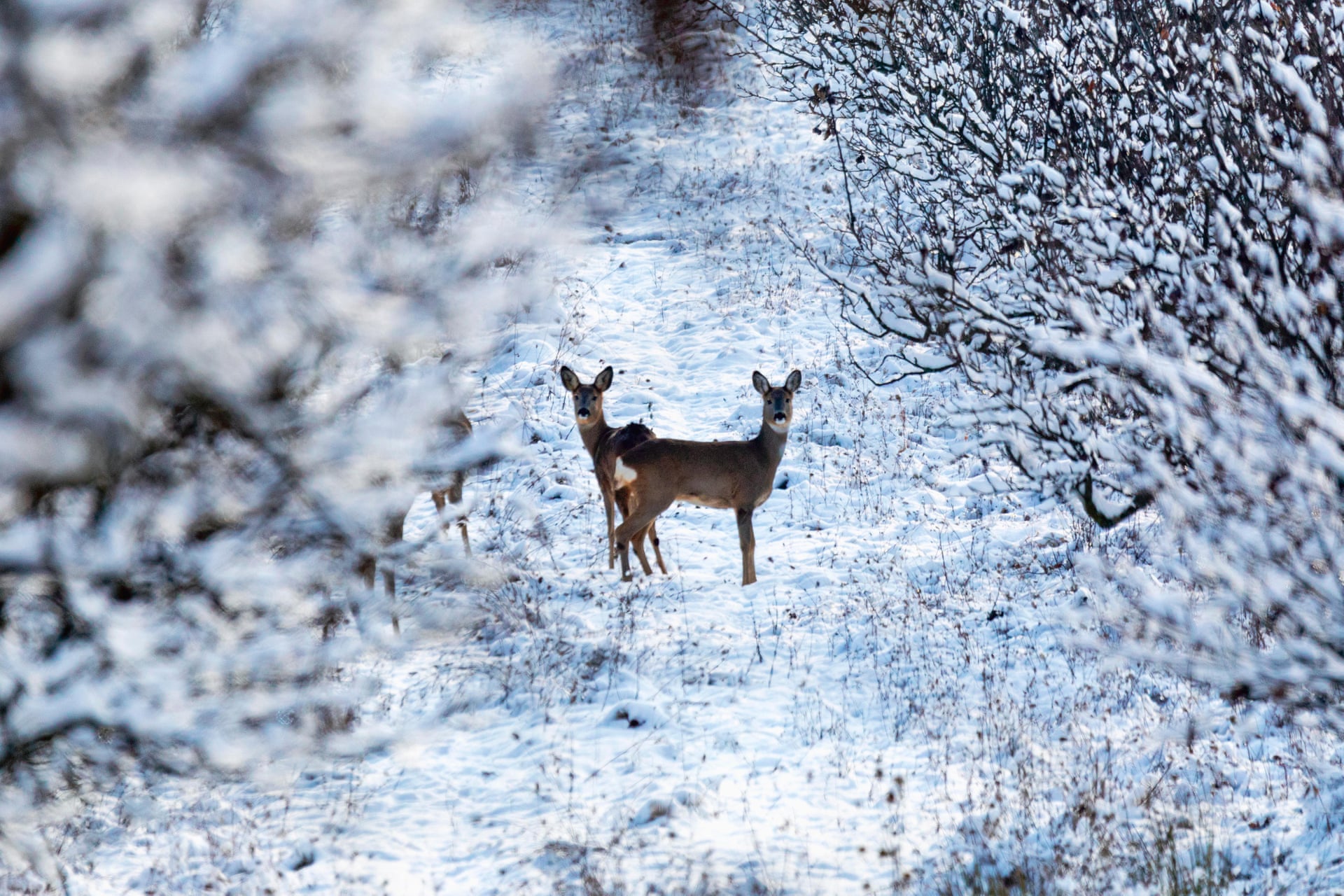 【罗马尼亚】白雪的世界中,两只袍子正在张望.