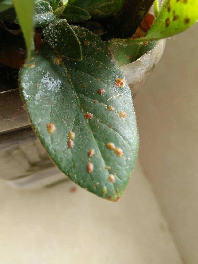 夏日高温易招惹虫子,花卉上全是介壳虫,教你几招就能灭光光