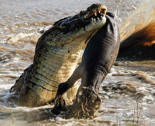 鳄鱼捕食河马,藏在水底韬光养晦只为猛然出击,太心机了!