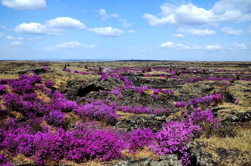春天里:开在五大连池熔岩台地上的达子香花