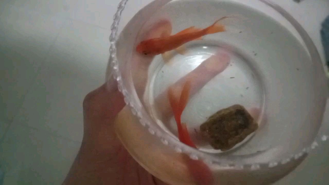 闲来无事,给金鱼换盆干净的水