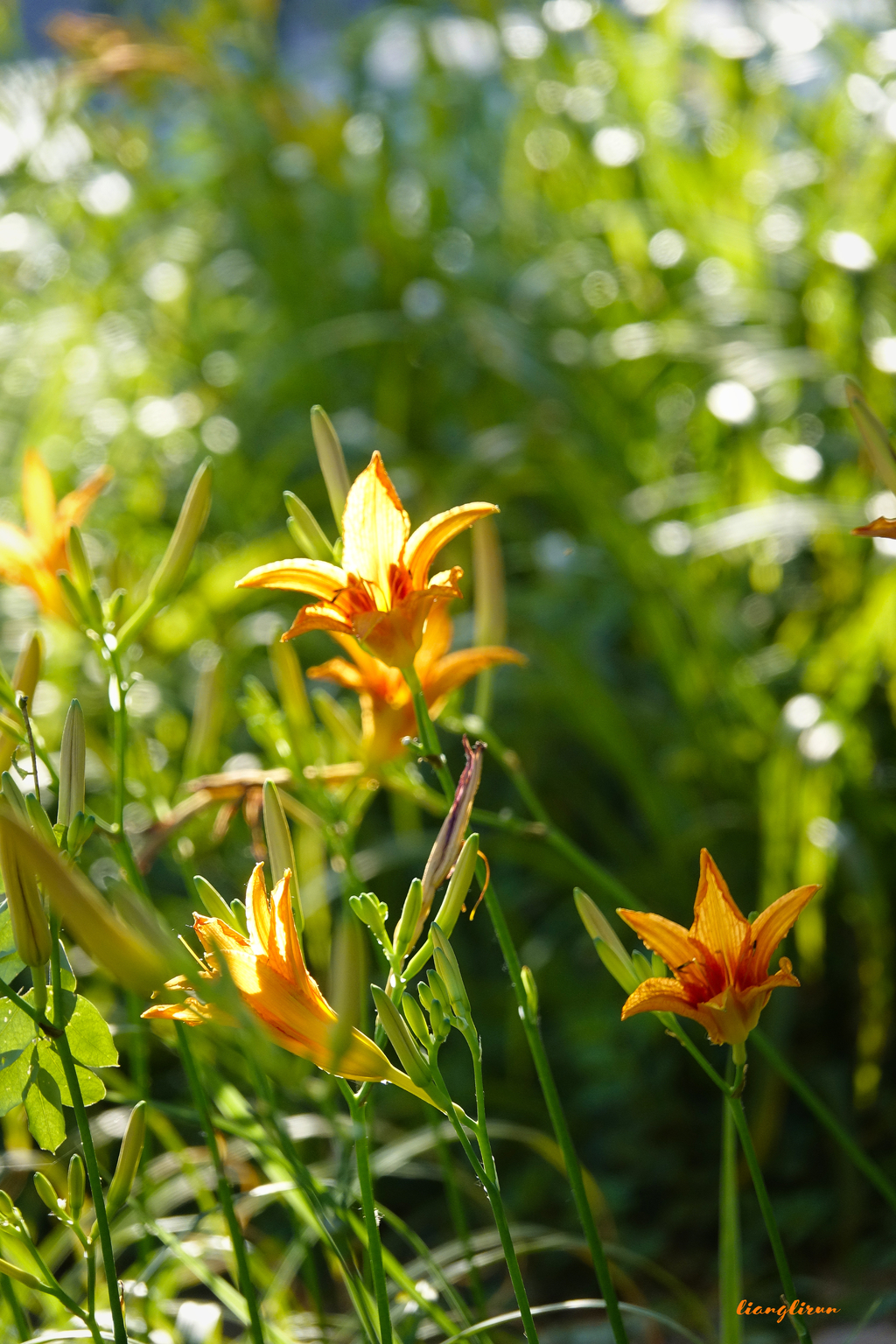 忘忧草又名母亲花