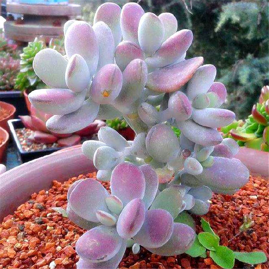 养多肉乒乓福娘,做好"3个不要",叶子饱满浑圆,不黑腐颜色亮