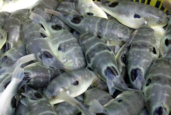 河豚网箱养殖的方法