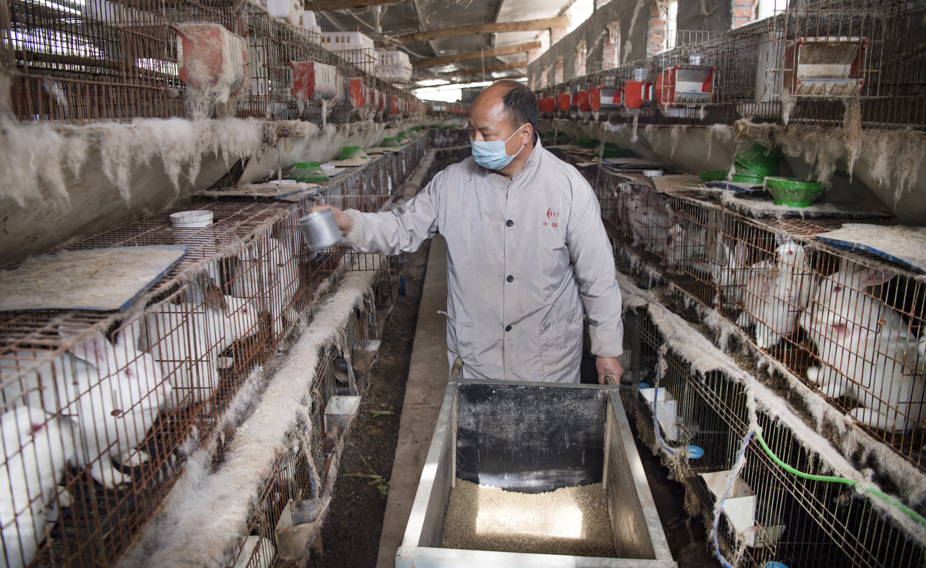 陕西洋县:肉兔养殖助力脱贫致富(3)