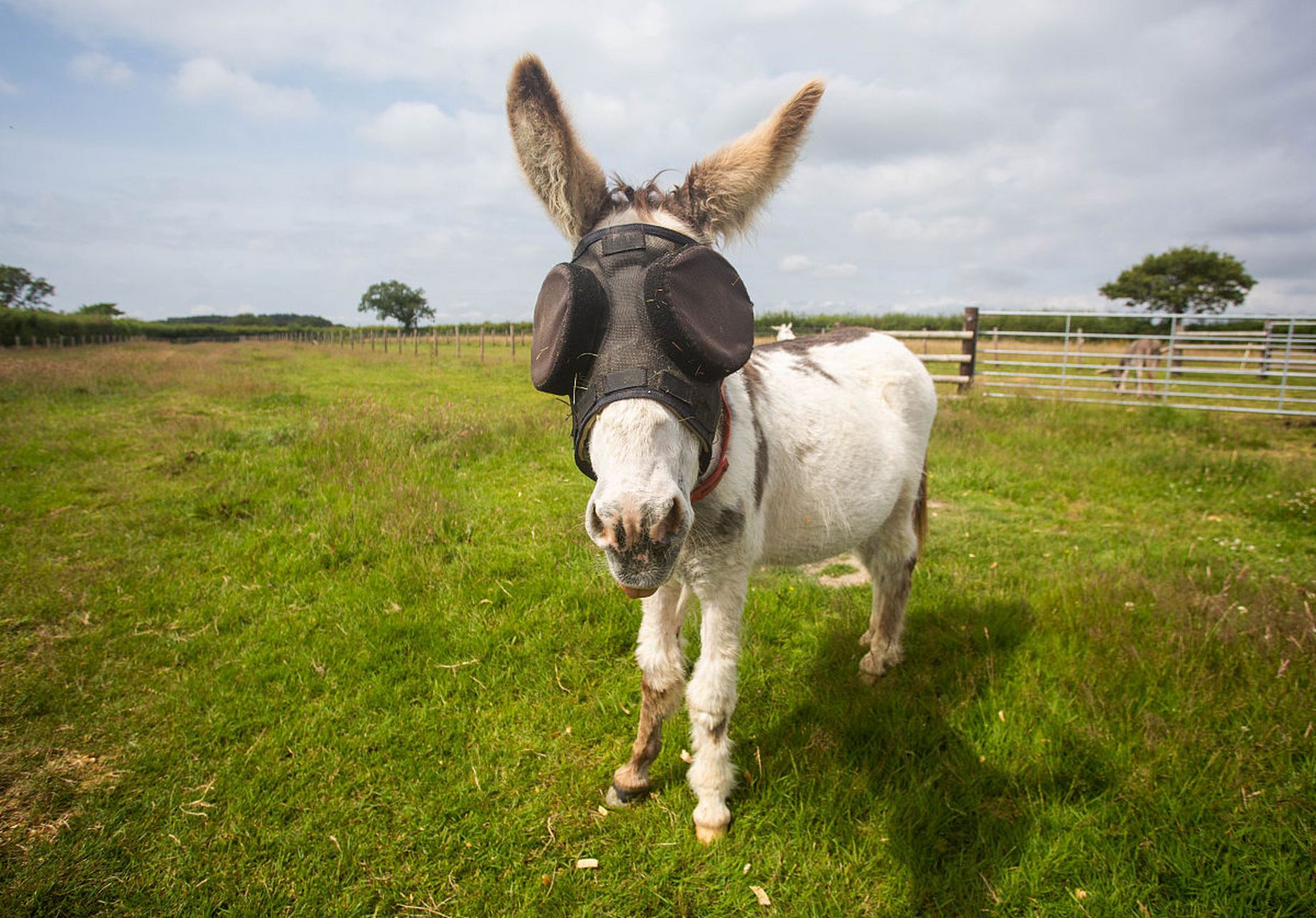 动物趣图# 好可爱的小驴子,为什么戴个眼罩呢?