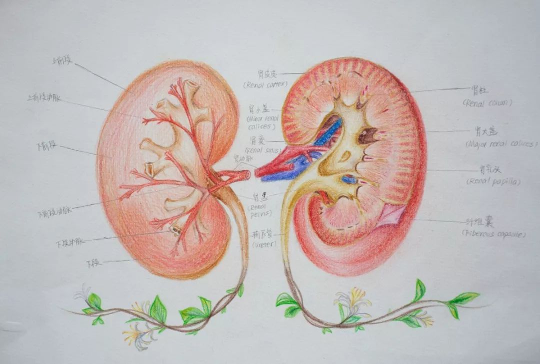 赣州这所高校学生手绘解剖图走红~被学医耽误的灵魂画手!