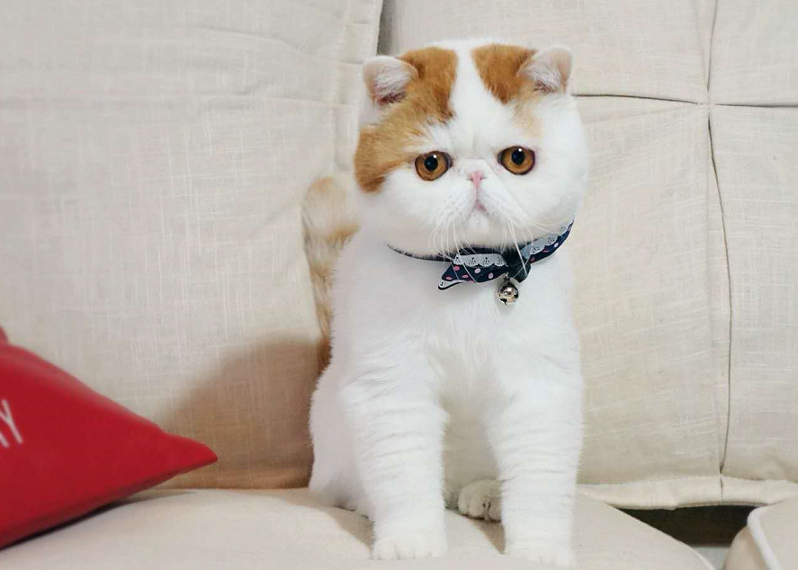 红小胖在微博上可是有很多的粉丝,并且它的爸爸妈妈可都是cfa的冠军猫