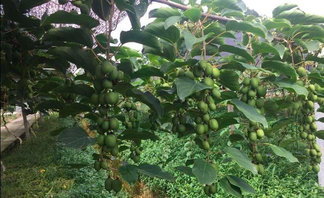 此"果树"原产长白山,耐冻耐旱,结果比葡萄,樱桃还好吃!