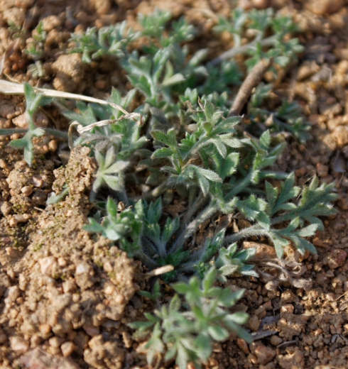 它全体密被白毛,看上去绵软如绒.茵陈蒿幼苗多卷曲成团状,灰绿色.
