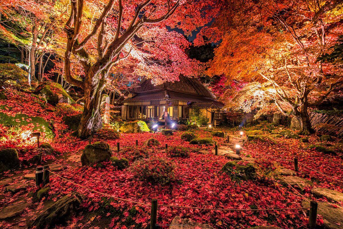 日本京都漫山遍野的枫叶带给你一个温暖的秋天