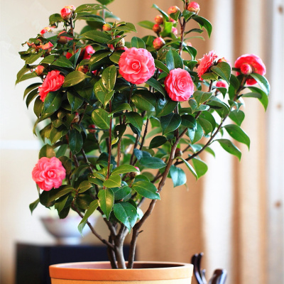 冬季茶花花苞干瘪易脱落的原因及解决办法