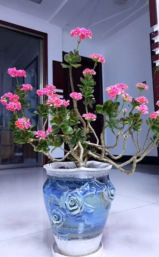 盆栽花 - 热门商品专区