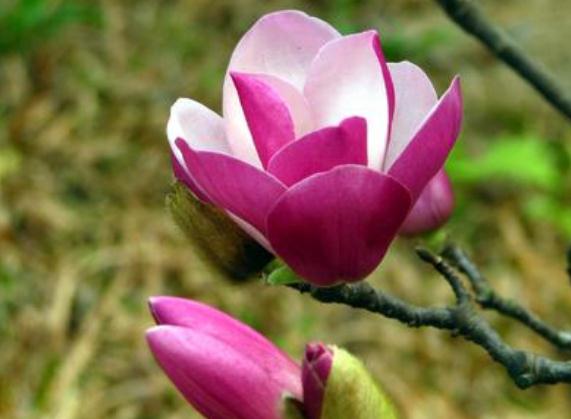 盆栽木兰花,要想呼呼"爆",就得来点"渣",花朵开满大半年