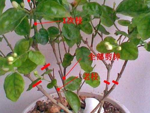 家里养这种花,只需随手"剪一刀",花苞"呼呼"长,花香飘满屋