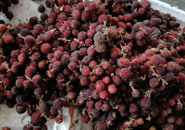 这种"落地杨梅",被誉为"四大南药"之首,曾是皇室贡品