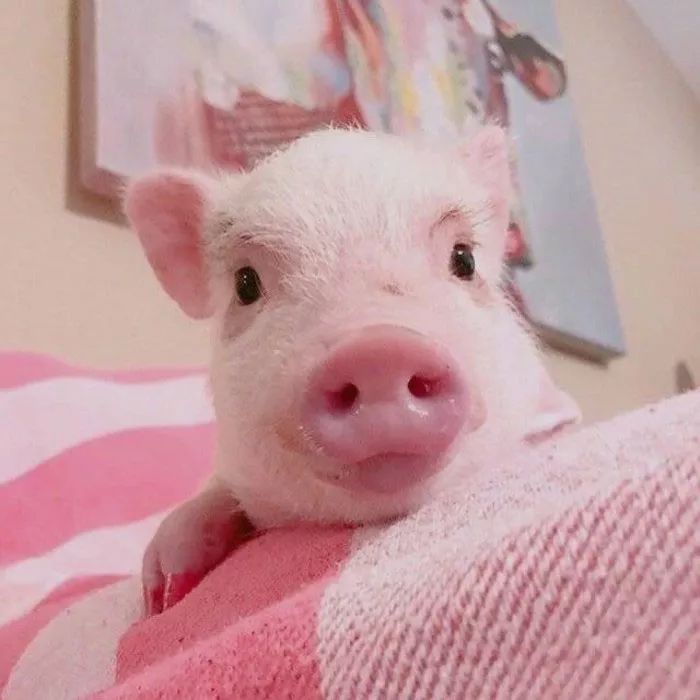 可爱萌货-猪猪头像