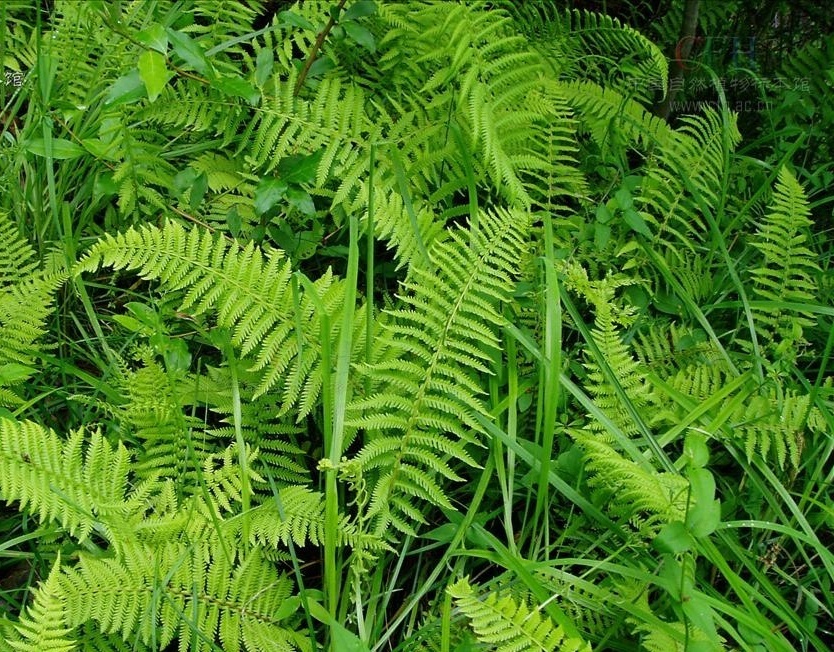 长根假冷蕨你真的了解吗?长根假冷蕨知识科普