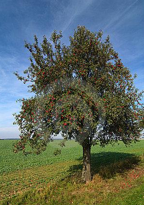 苹果树的树体结构不同,产量也是不一样的